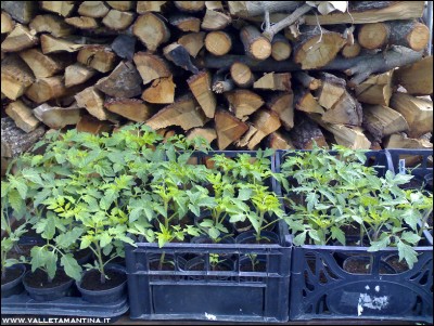 27042016piantine4.jpg (313.85 KiB) Osservato 815 volte 27042016piantine4.jpg