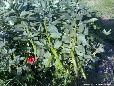 05052016fave.jpg (305.14 KiB) Osservato 814 volte 05052016fave.jpg