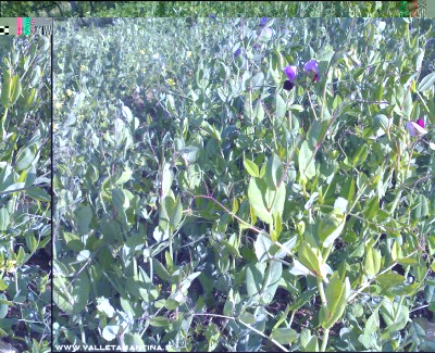 05052016roveja.jpg (387.82 KiB) Osservato 814 volte 05052016roveja.jpg