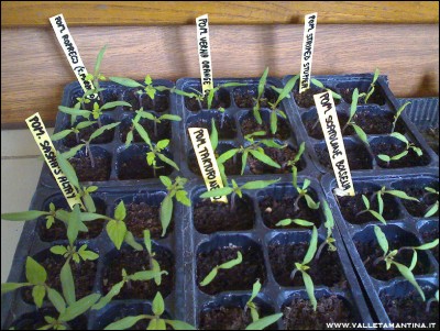 02052016pomodori.jpg (344.27 KiB) Osservato 814 volte 02052016pomodori.jpg