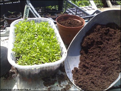 05052016prezzemolo.jpg (302.87 KiB) Osservato 814 volte 05052016prezzemolo.jpg