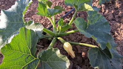 WP_20160523_19_23_09_Pro.jpg (228.48 KiB) Osservato 690 volte WP_20160523_19_23_09_Pro.jpg