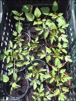 17052016pomodori-sashas-altay.jpg (351.25 KiB) Osservato 712 volte 17052016pomodori-sashas-altay.jpg