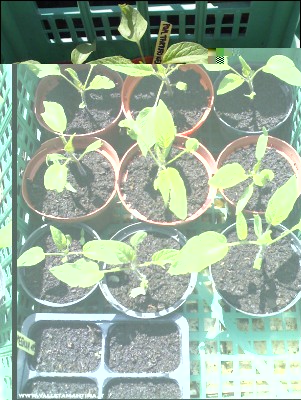 17052016pomodori-tartufo-nero.jpg (310.3 KiB) Osservato 712 volte 17052016pomodori-tartufo-nero.jpg