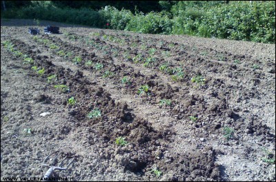 05052016trapianto-pomodori.jpg (396.15 KiB) Osservato 770 volte 05052016trapianto-pomodori.jpg