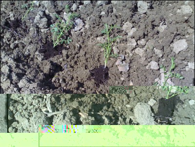 06052016trapianto-ceci.jpg (369.02 KiB) Osservato 770 volte 06052016trapianto-ceci.jpg