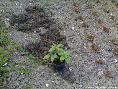 06052016insalata-girasoli.jpg (342.61 KiB) Osservato 770 volte 06052016insalata-girasoli.jpg