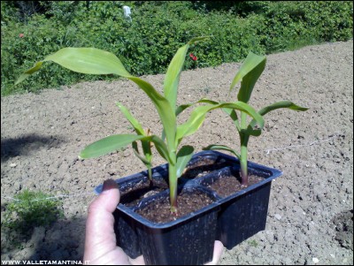 06052016mais.jpg (326.73 KiB) Osservato 770 volte 06052016mais.jpg