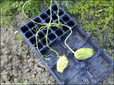 06052016zucche-centenarie.jpg (274.57 KiB) Osservato 769 volte 06052016zucche-centenarie.jpg