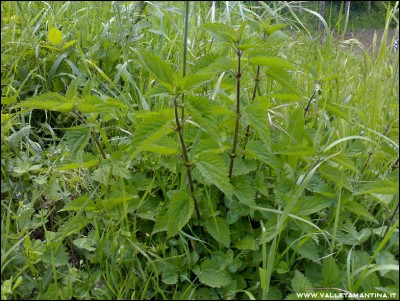 06052016ortica.jpg (316.63 KiB) Osservato 769 volte 06052016ortica.jpg