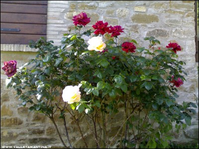 08052016rose.jpg (284.08 KiB) Osservato 767 volte 08052016rose.jpg