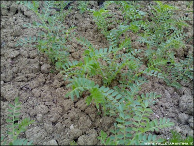 08052016ceci.jpg (350.04 KiB) Osservato 767 volte 08052016ceci.jpg