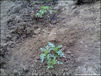 12052016pomodori-tagete.jpg (370.7 KiB) Osservato 765 volte 12052016pomodori-tagete.jpg