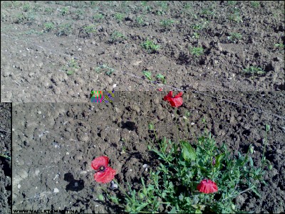 12052016papavero.jpg (395.42 KiB) Osservato 765 volte 12052016papavero.jpg