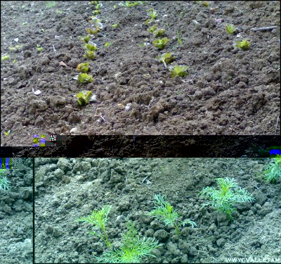 12052016insalata-cosmea.jpg (372.27 KiB) Osservato 765 volte 12052016insalata-cosmea.jpg