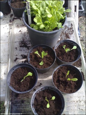 14052016trapianto-petunie.jpg (133.75 KiB) Osservato 761 volte 14052016trapianto-petunie.jpg