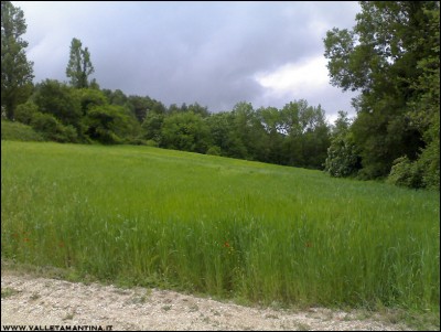 14052016campo-farro.jpg (208.72 KiB) Osservato 761 volte 14052016campo-farro.jpg