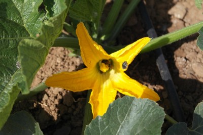 SAM_2794 mod.jpg (208.94 KiB) Osservato 664 volte SAM_2794 mod.jpg