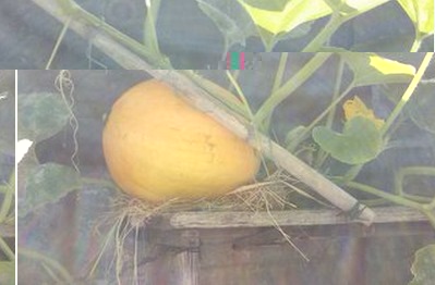 zucca anno scorso rampicante / Senza nome20160524224115.jpg Senza nome20160524224115.jpg