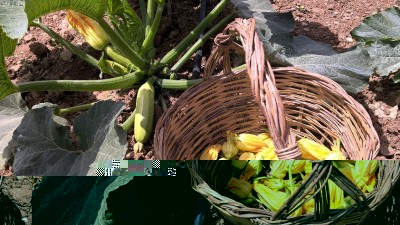 fiori mod.jpg (328.33 KiB) Osservato 647 volte fiori mod.jpg