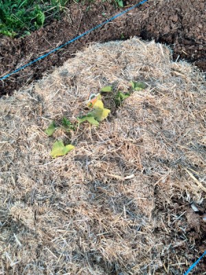 zucchini da fiore / zucchini da fiore_1.jpg zucchini da fiore_1.jpg