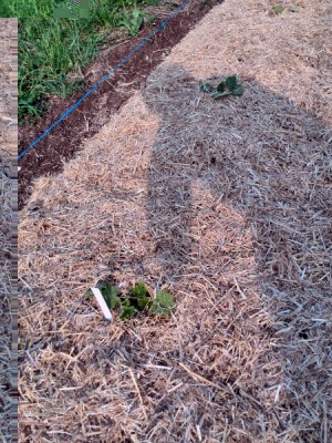 zucchini gialli / zucchini gialli_1.jpg zucchini gialli_1.jpg