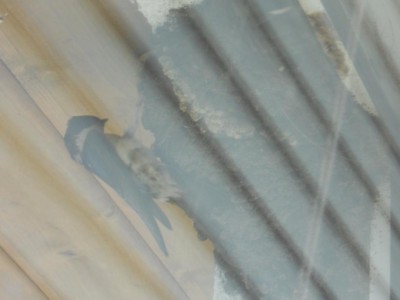 rondini 3.JPG (40.49 KiB) Osservato 649 volte rondini 3.JPG