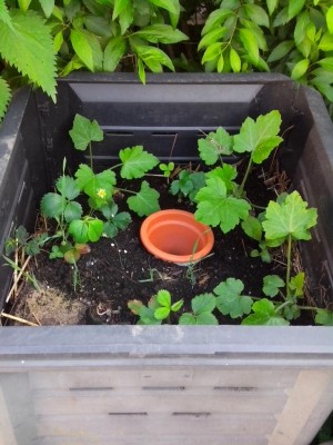 vista dall´altro del composto / fiori 31.05.2016 010.jpg fiori 31.05.2016 010.jpg