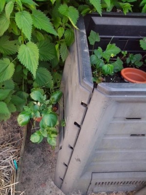 Vista laterale / fiori 31.05.2016 011.jpg fiori 31.05.2016 011.jpg