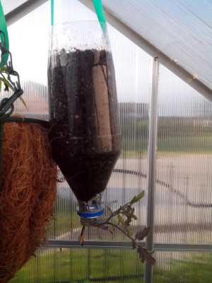 pomodoro a testa in giù / fiori 31.05.2016 013.jpg fiori 31.05.2016 013.jpg