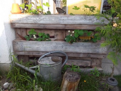 fragole / fiori 31.05.2016 009.jpg fiori 31.05.2016 009.jpg