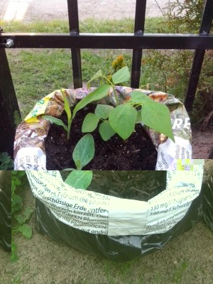 mais, zucchina, fagiolino / fiori 31.05.2016 006.jpg fiori 31.05.2016 006.jpg