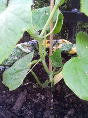 cetriolo / fiori 31.05.2016 007.jpg fiori 31.05.2016 007.jpg