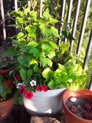 Fioriera sul terazzo / fiori 31.05.2016 017.jpg fiori 31.05.2016 017.jpg