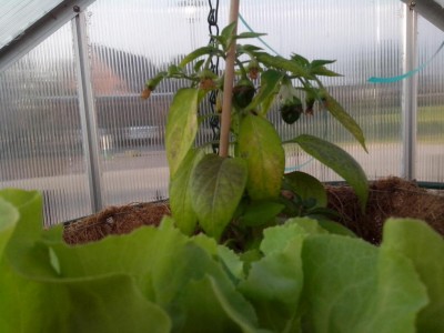 peperoncino / fiori 31.05.2016 012.jpg fiori 31.05.2016 012.jpg