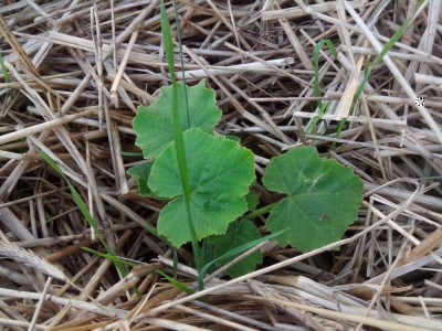 zucca Hokkaido / fiori 31.05.2016 021.jpg fiori 31.05.2016 021.jpg