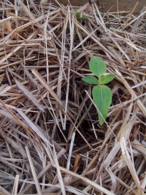 Girasole gigante / fiori 31.05.2016 022.jpg fiori 31.05.2016 022.jpg