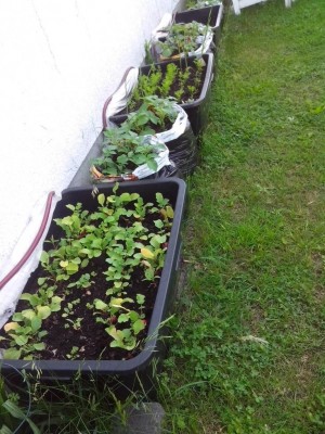 panoramica coltivazione nel sacco / 01.06.2016 003.jpg 01.06.2016 003.jpg