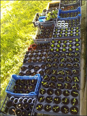 21052016semine.jpg (376.47 KiB) Osservato 656 volte 21052016semine.jpg