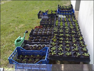 28052016semine.jpg (320.46 KiB) Osservato 656 volte 28052016semine.jpg