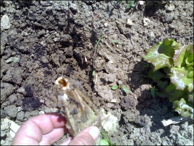 25052016insalata.jpg (352.3 KiB) Osservato 656 volte 25052016insalata.jpg