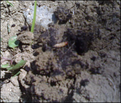 25052016lui.jpg (138.14 KiB) Osservato 656 volte 25052016lui.jpg