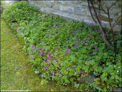 16052016aiuola.jpg (390.5 KiB) Osservato 655 volte 16052016aiuola.jpg