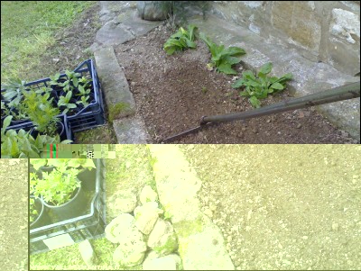 18052016aiuola-3.jpg (318.31 KiB) Osservato 655 volte 18052016aiuola-3.jpg