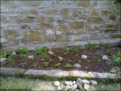 18052016aiuola-4.jpg (296.05 KiB) Osservato 655 volte 18052016aiuola-4.jpg