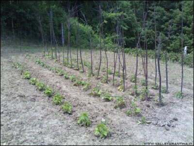 23052016fagioli.jpg (312.39 KiB) Osservato 655 volte 23052016fagioli.jpg