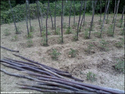 23052016pali-pomodori.jpg (294.76 KiB) Osservato 655 volte 23052016pali-pomodori.jpg