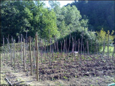 26052016pomodori.jpg (399.16 KiB) Osservato 654 volte 26052016pomodori.jpg