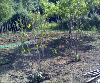 26052016cetrioli.jpg (391.84 KiB) Osservato 654 volte 26052016cetrioli.jpg