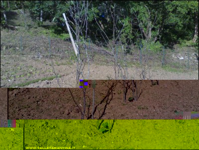 26052016cetrioli2.jpg (308.9 KiB) Osservato 654 volte 26052016cetrioli2.jpg